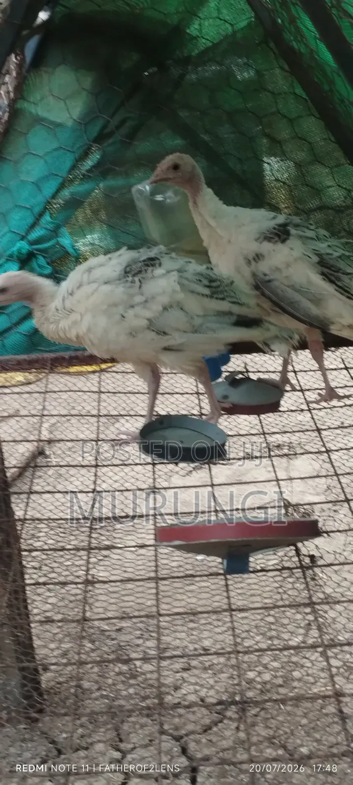 Turkey Poults