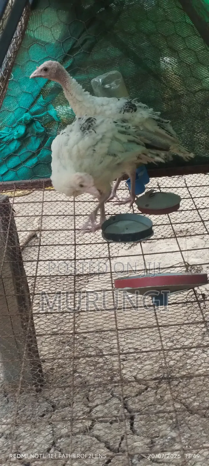 Turkey Poults