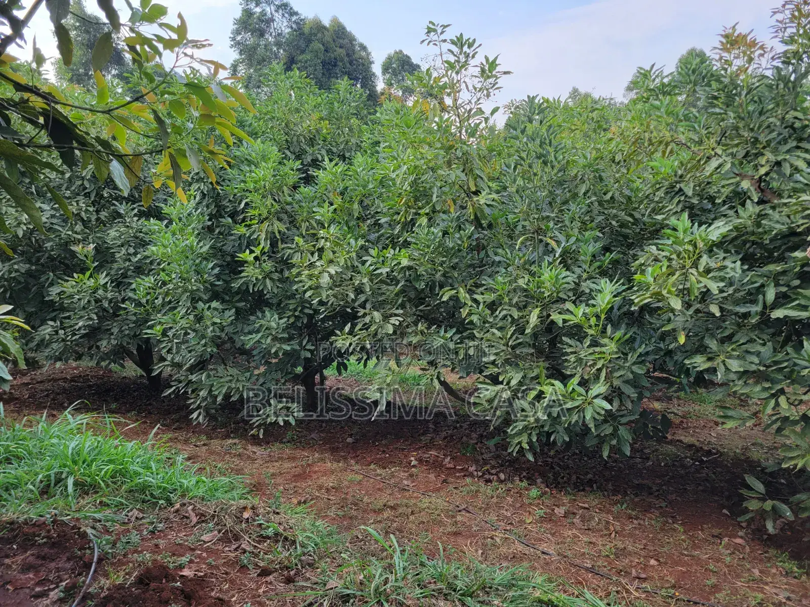 Income-Generating Hass Avocado Commercial Farm for Sale