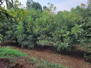 Income-Generating Hass Avocado Commercial Farm for Sale