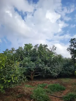 Income-Generating Hass Avocado Commercial Farm for Sale