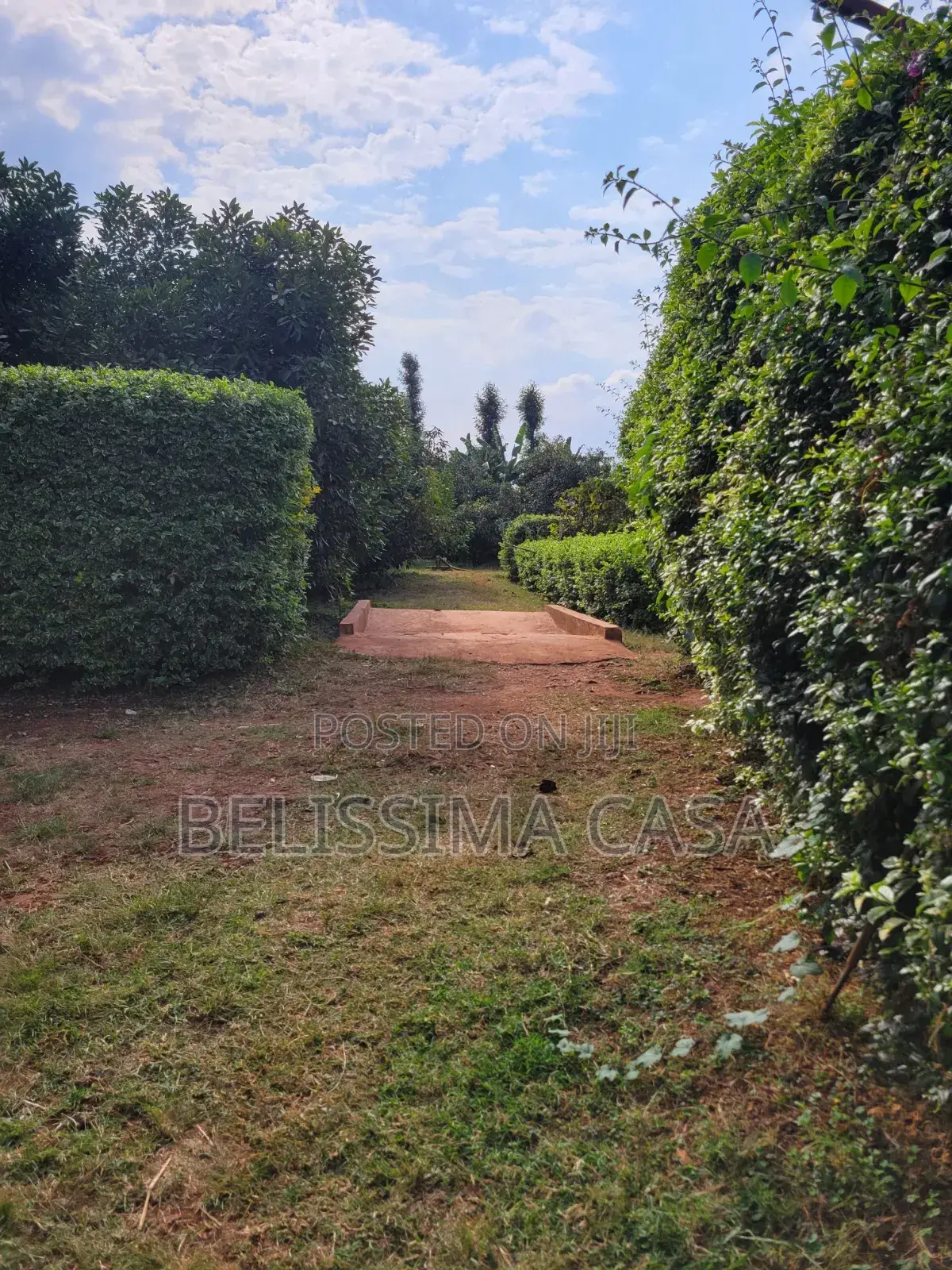 Income-Generating Hass Avocado Commercial Farm for Sale