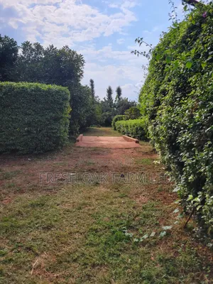 Income-Generating Hass Avocado Commercial Farm for Sale