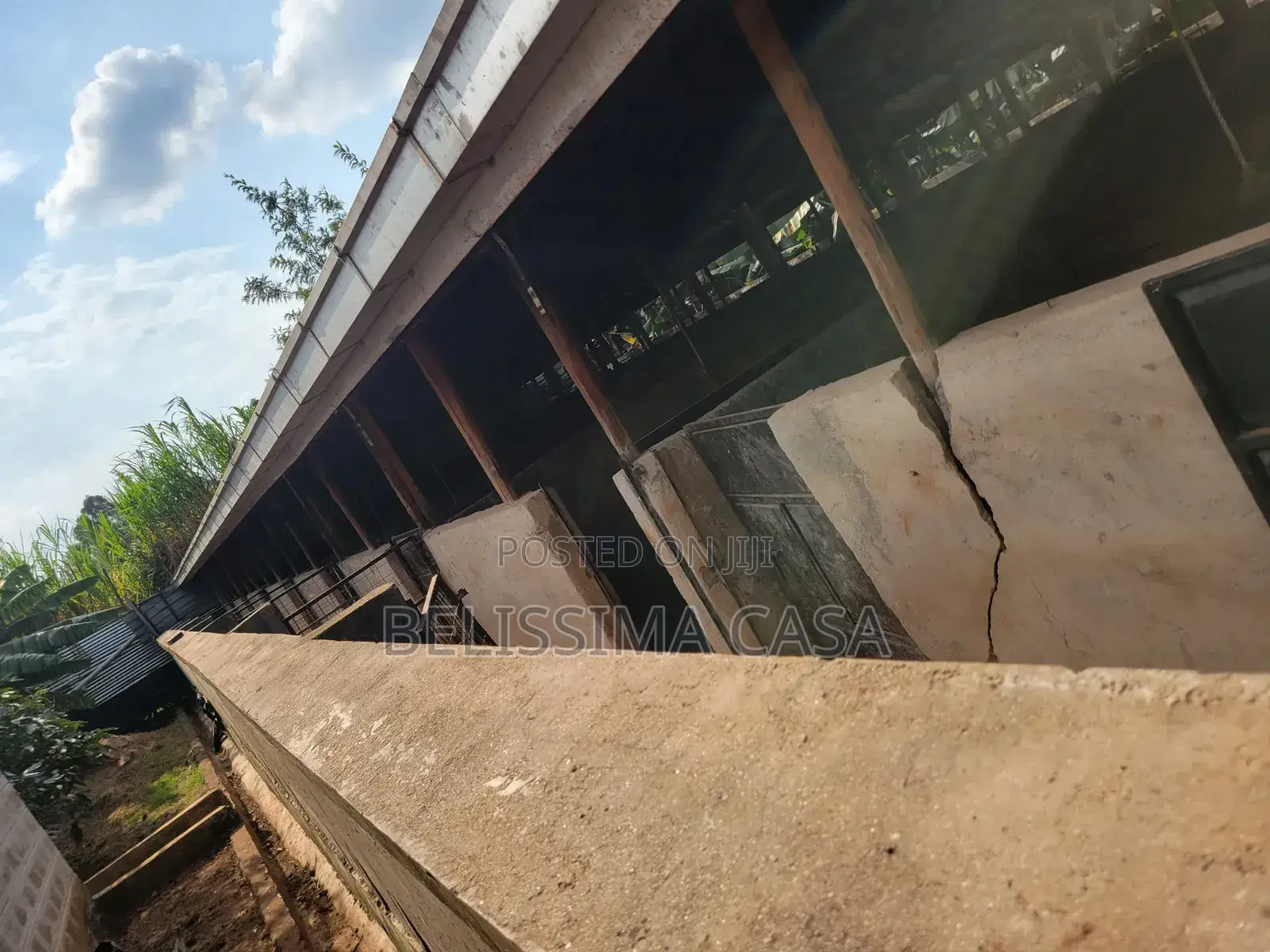 Income-Generating Hass Avocado Commercial Farm for Sale