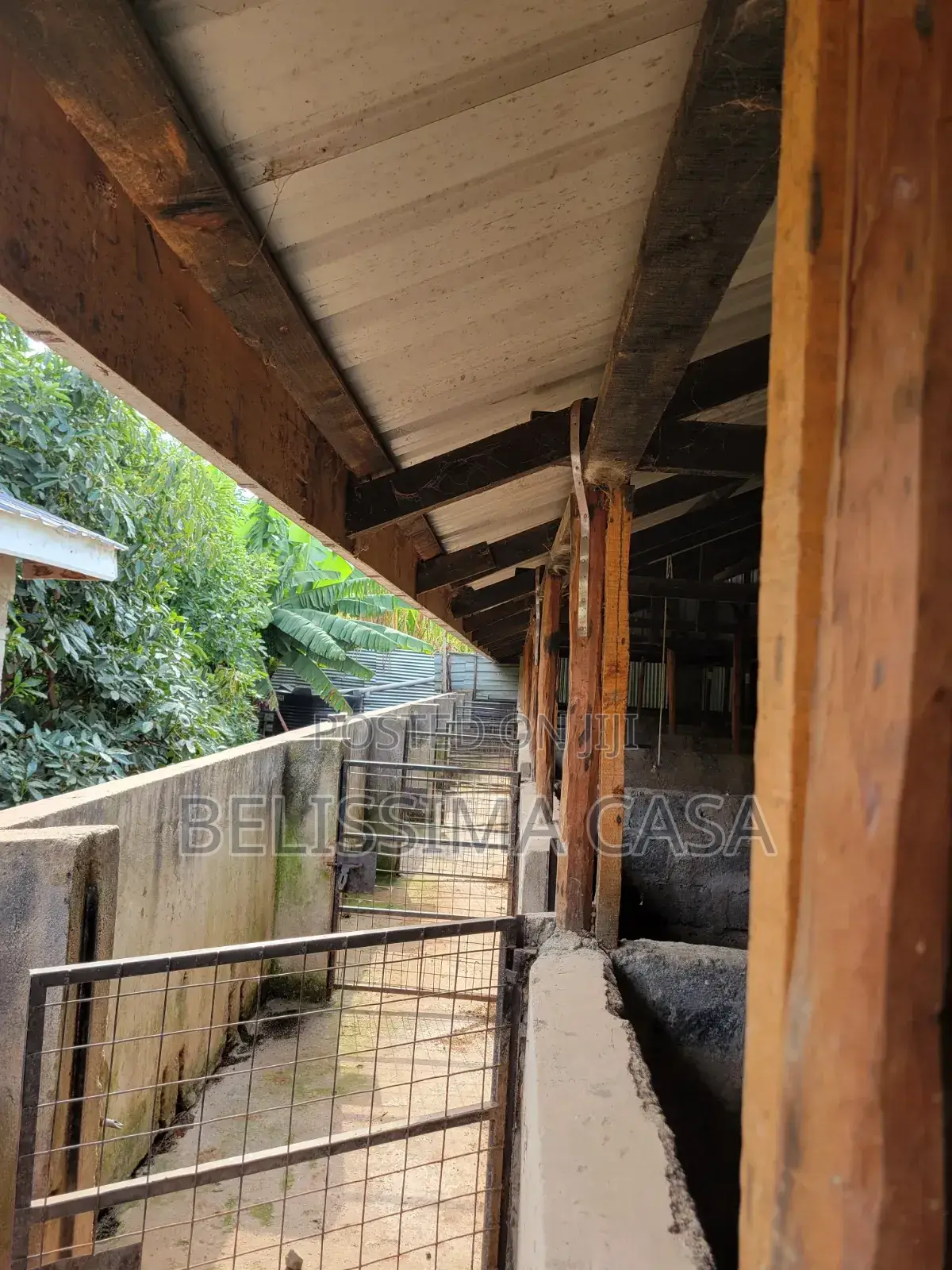 Income-Generating Hass Avocado Commercial Farm for Sale