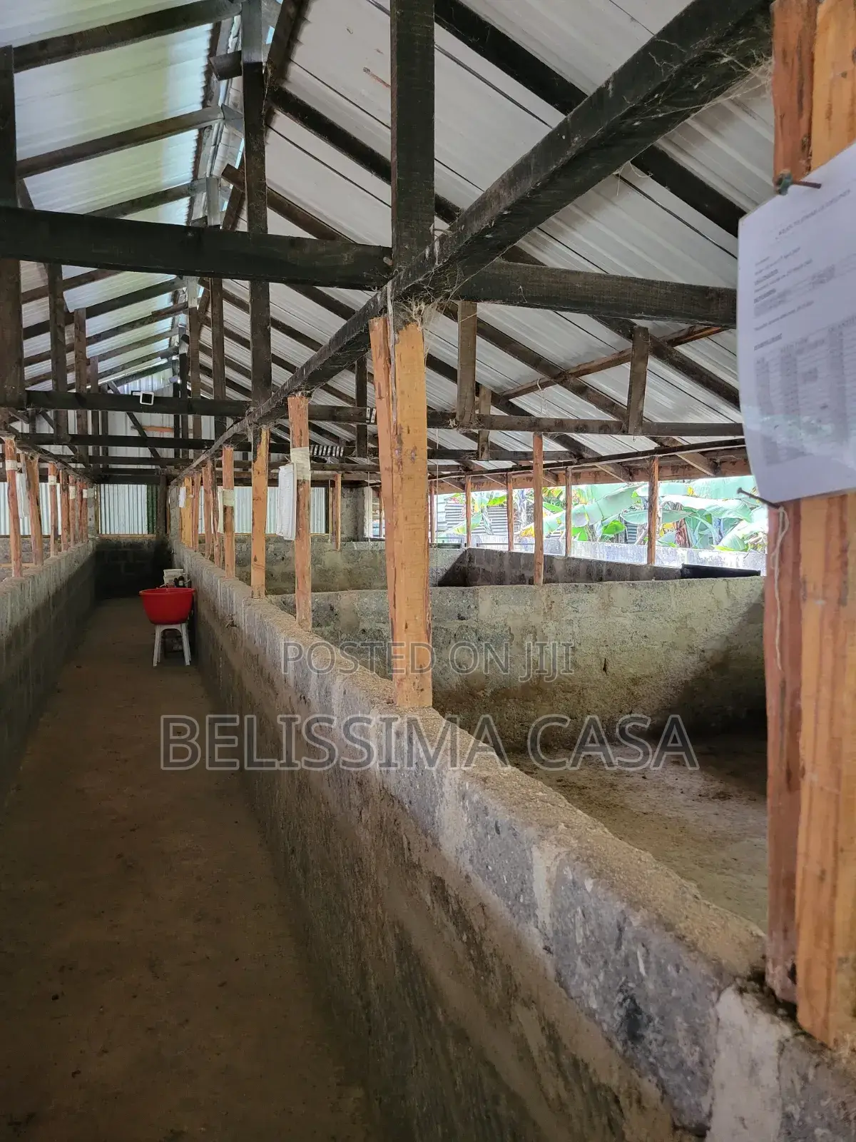 Income-Generating Hass Avocado Commercial Farm for Sale