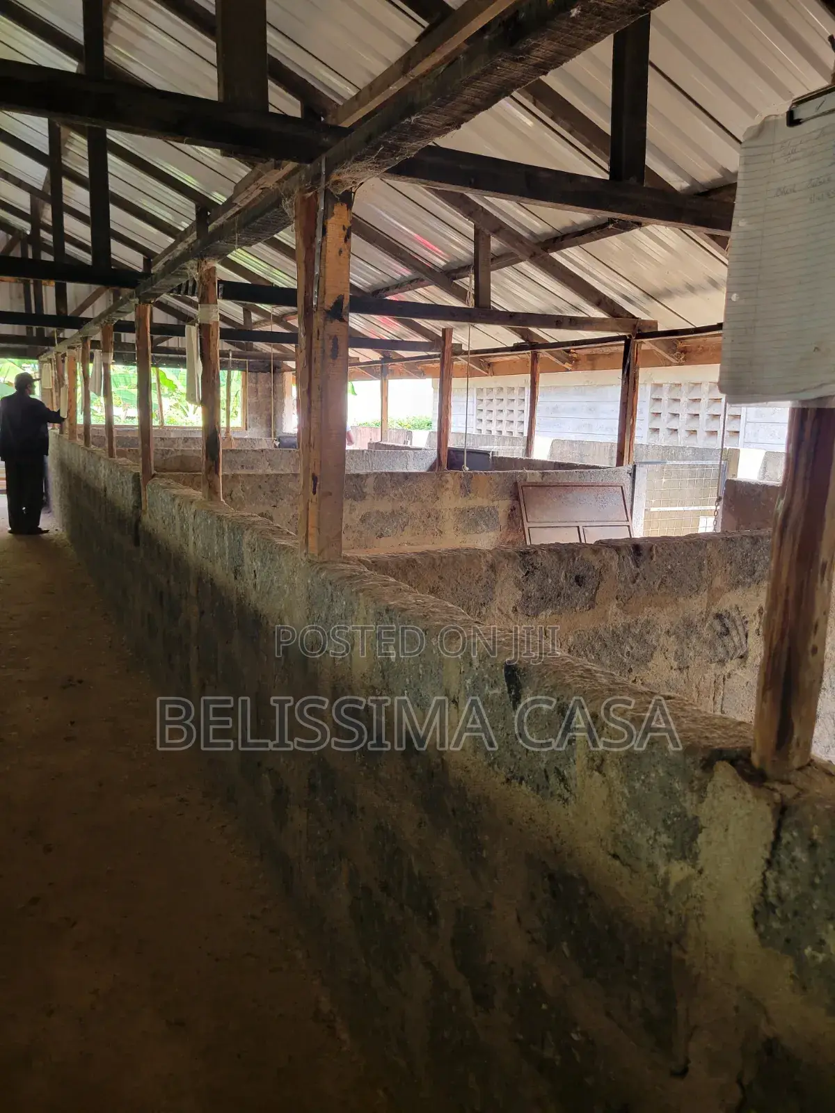 Income-Generating Hass Avocado Commercial Farm for Sale