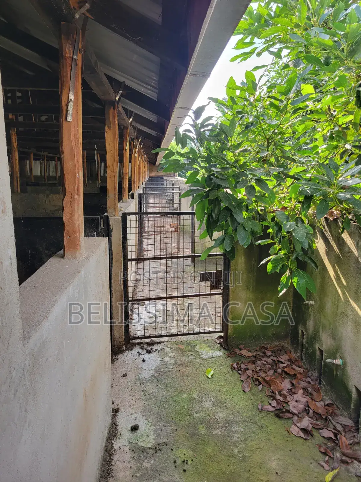 Income-Generating Hass Avocado Commercial Farm for Sale