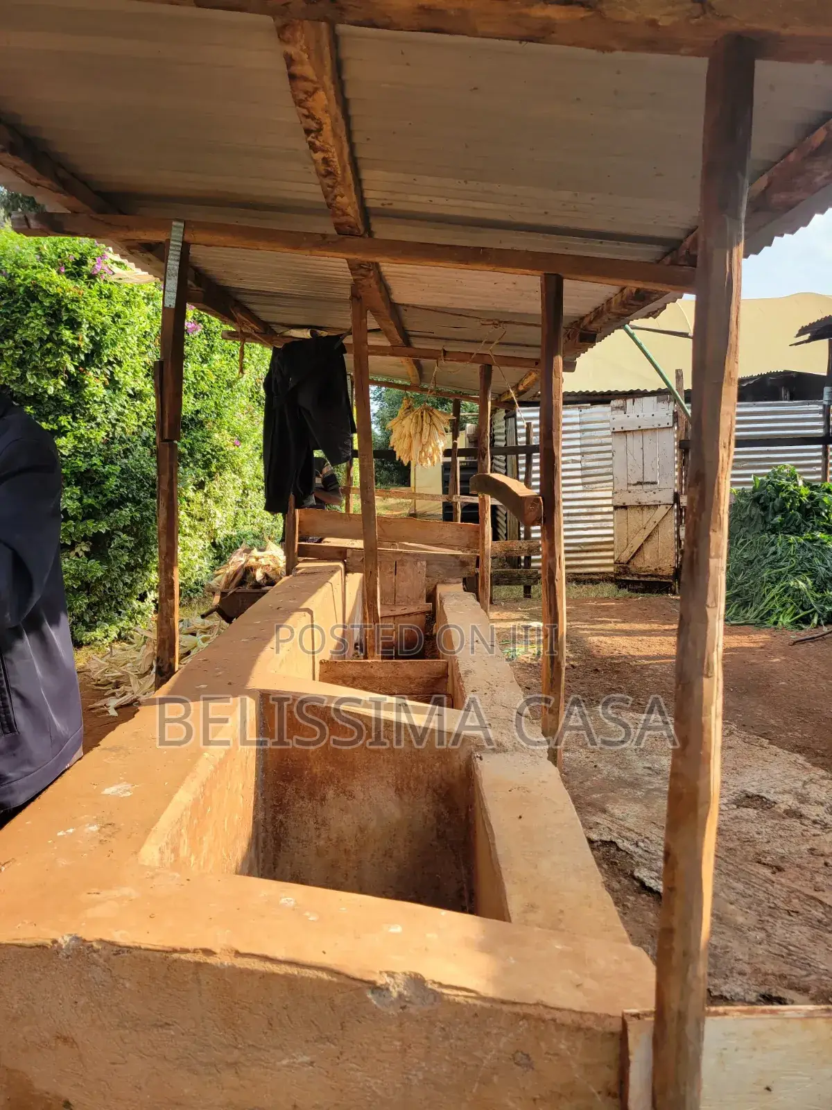 Income-Generating Hass Avocado Commercial Farm for Sale