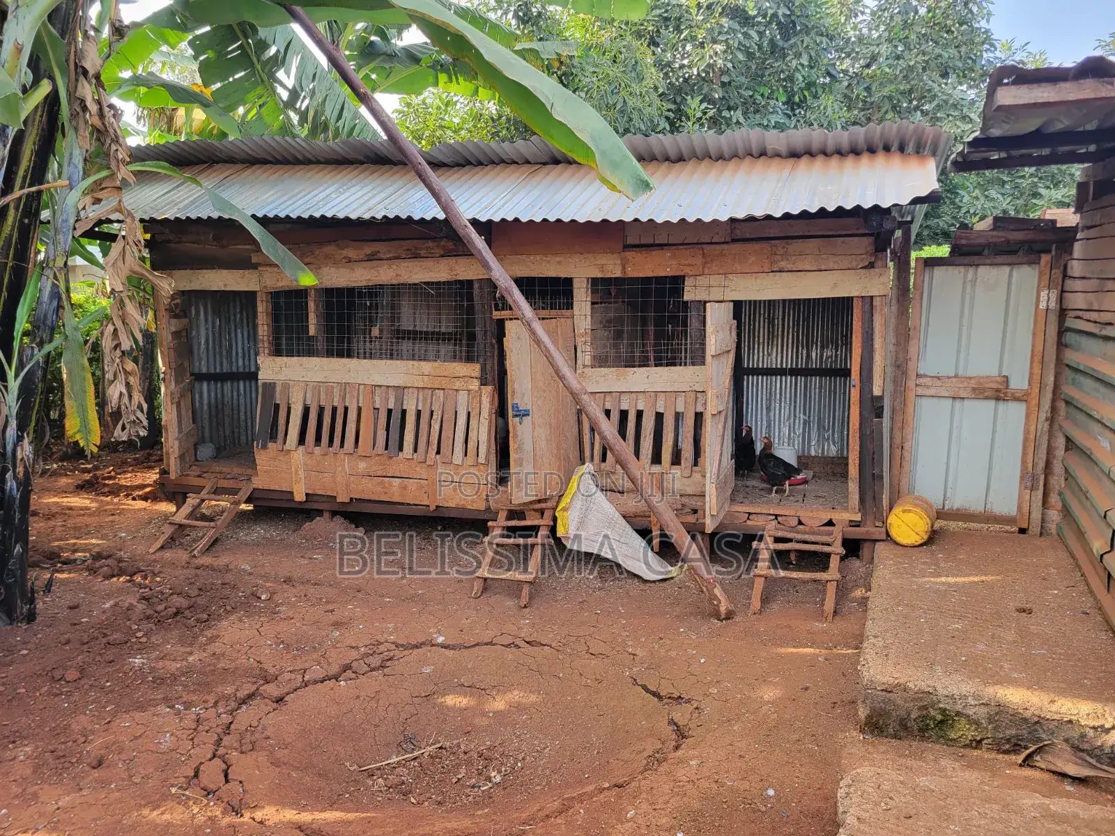 Income-Generating Hass Avocado Commercial Farm for Sale