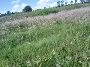 2 Acreas Nanyuki Daiga