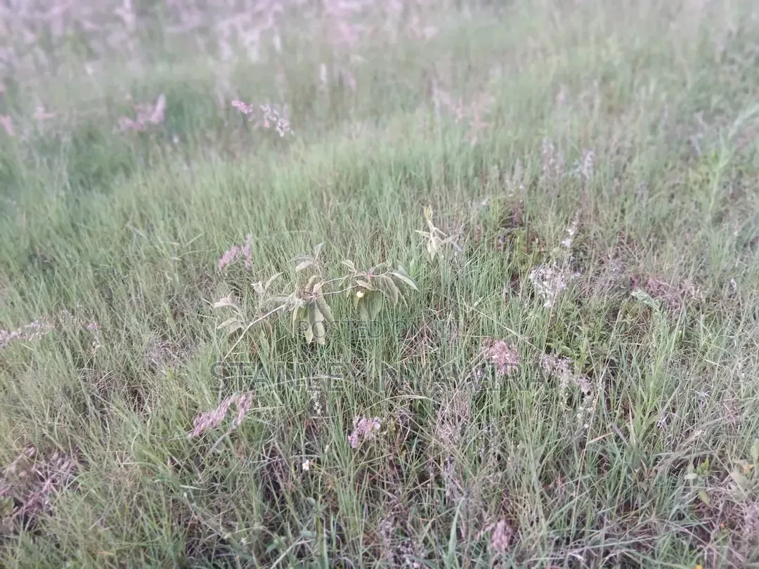 2 Acreas Nanyuki Daiga
