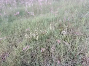 2 Acreas Nanyuki Daiga