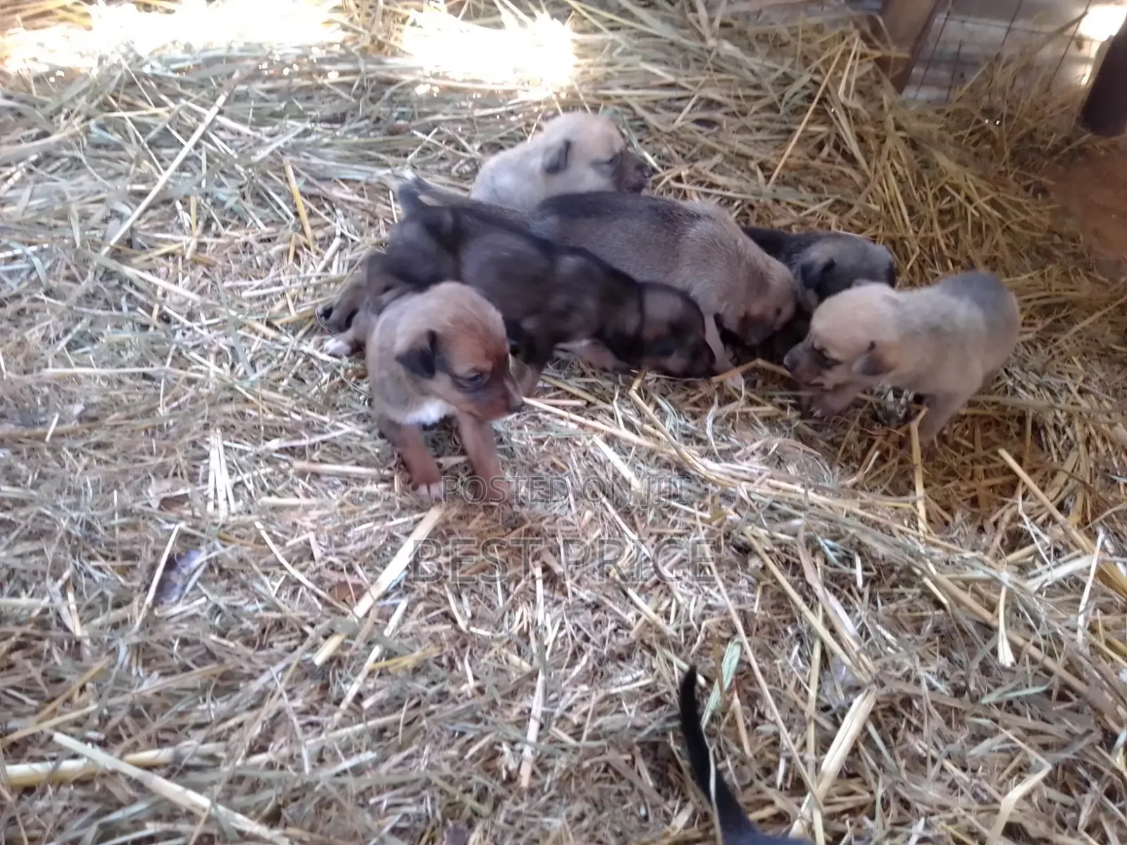 0-1 month Male Mixed Breed German Shepherd
