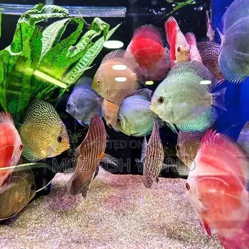 Discus Fish