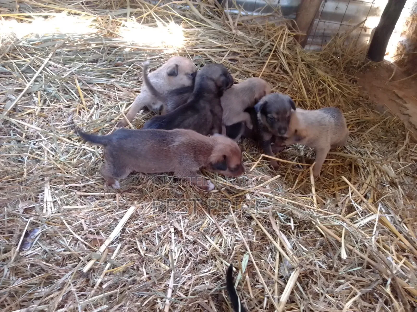 0-1 month Male Mixed Breed German Shepherd