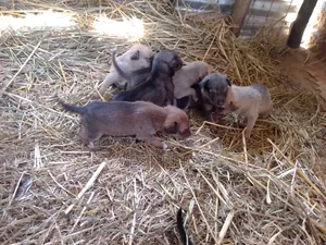 0-1 month Male Mixed Breed German Shepherd