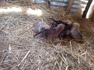 0-1 month Male Mixed Breed German Shepherd