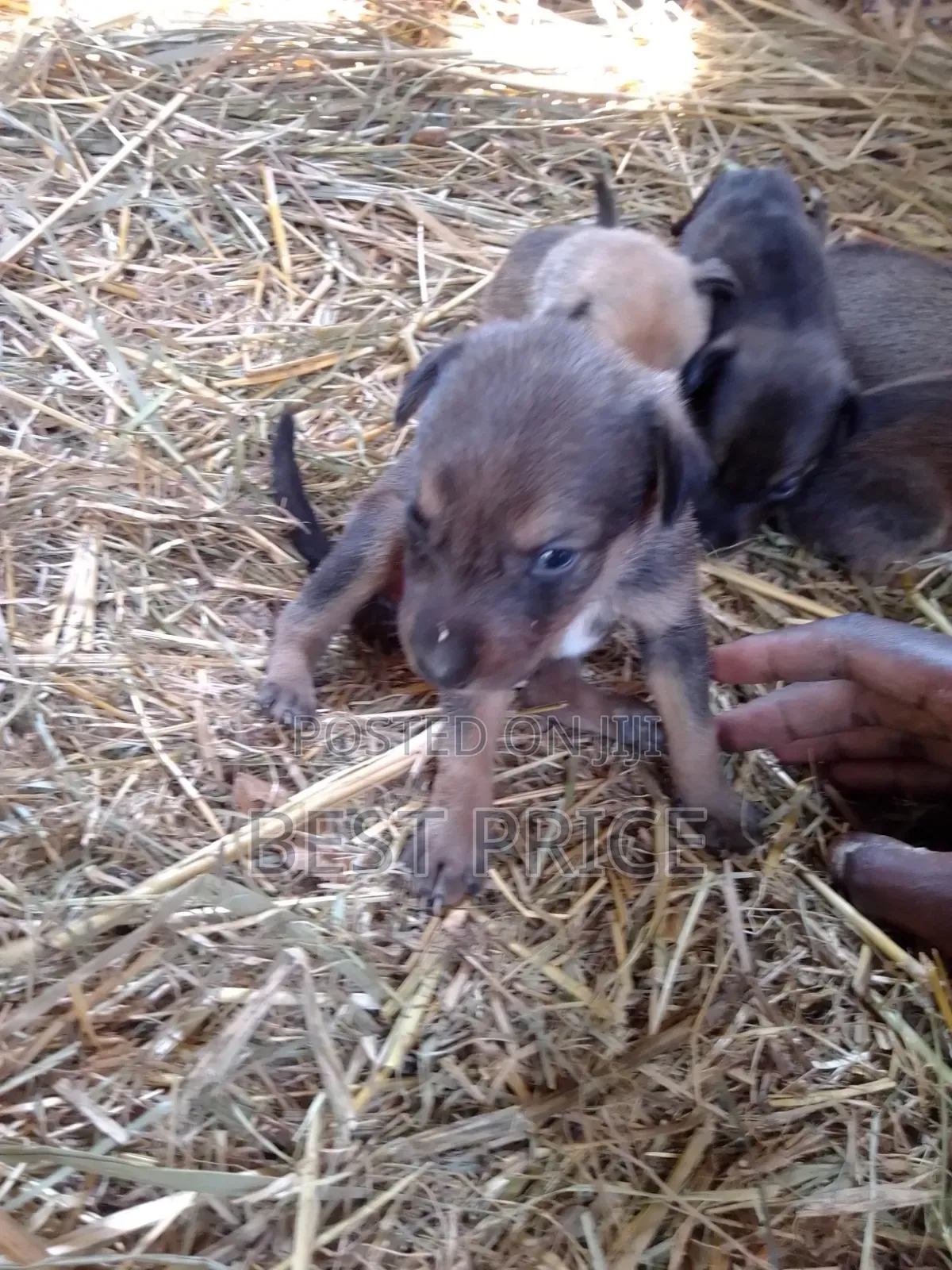 0-1 month Male Mixed Breed German Shepherd