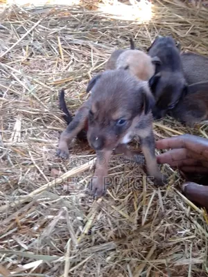 0-1 month Male Mixed Breed German Shepherd