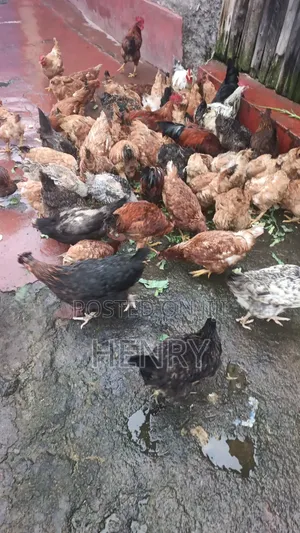 Eden Eggs Supply