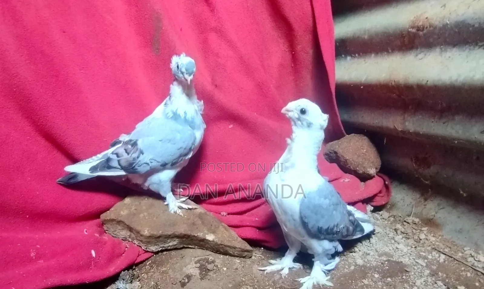 Short Beak Pigeon Pair Available for Sale.