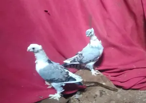 Short Beak Pigeon Pair Available for Sale.