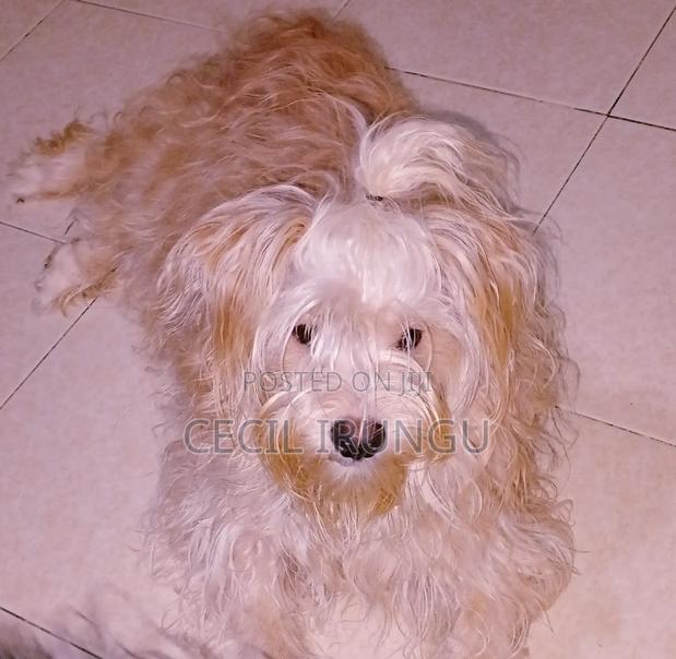 1+ year Male Purebred Havanese - main view