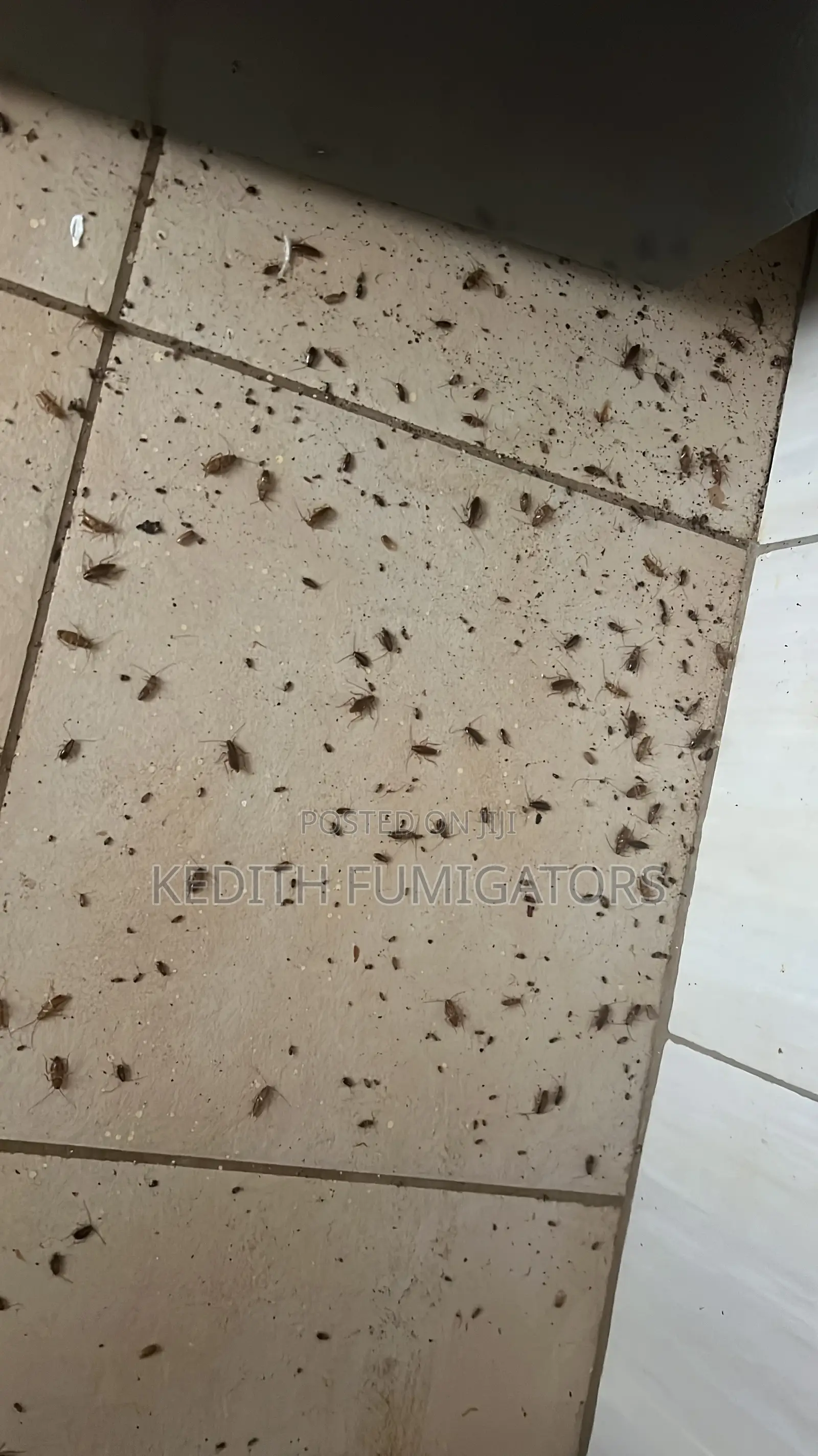 Cockroach Gel Fumigation