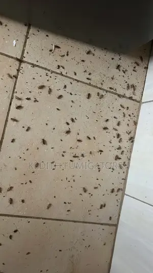 Cockroach Gel Fumigation