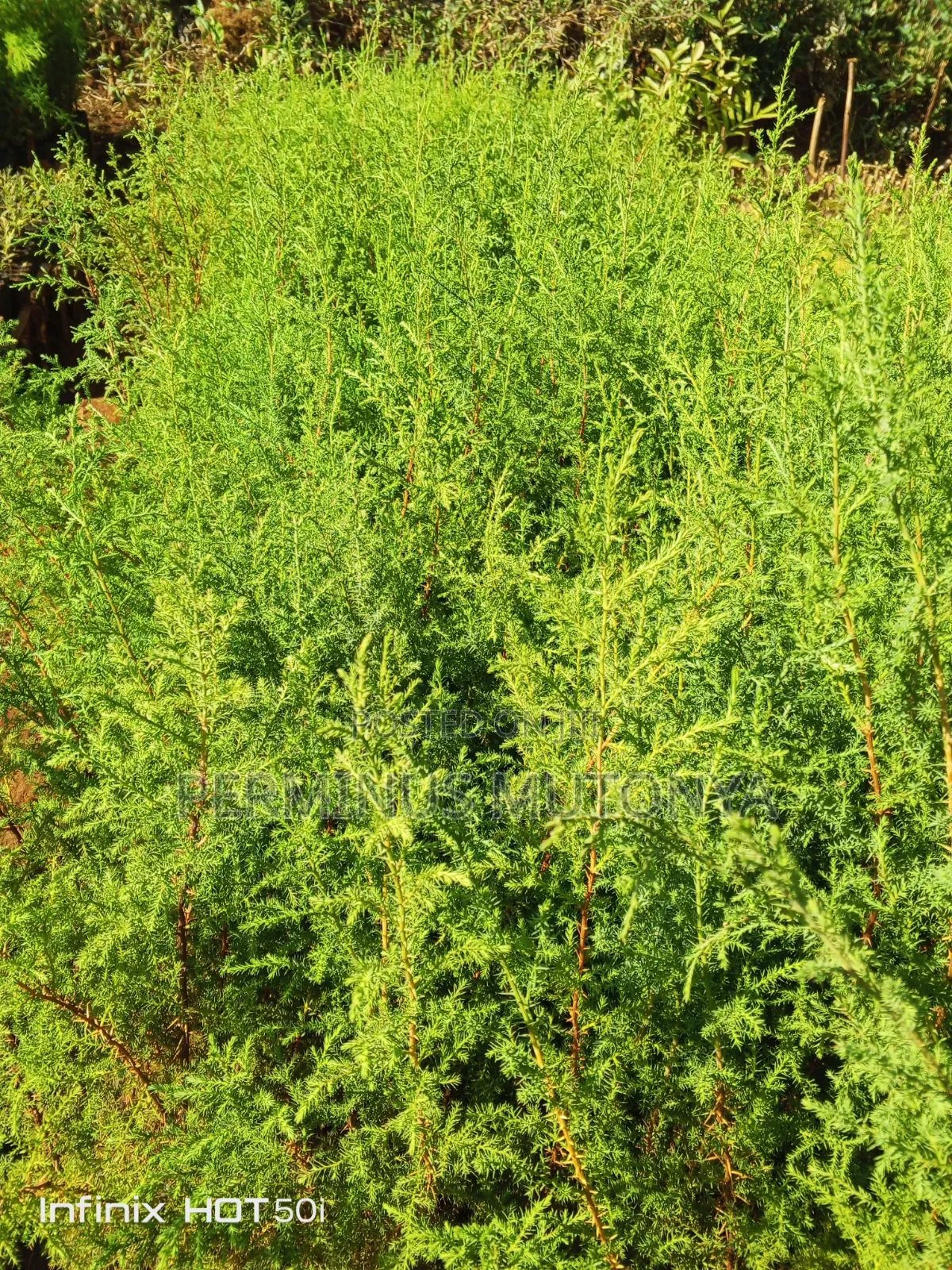 Grevillea Cypress Seedlings
