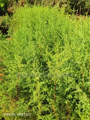 Grevillea Cypress Seedlings