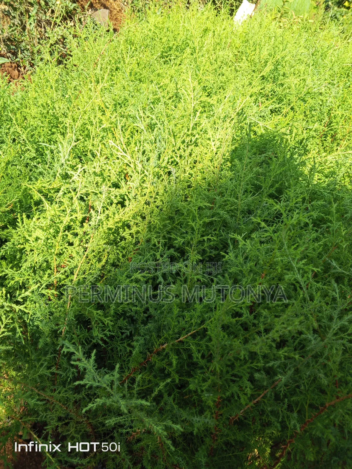 Grevillea Cypress Seedlings
