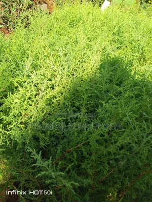 Grevillea Cypress Seedlings