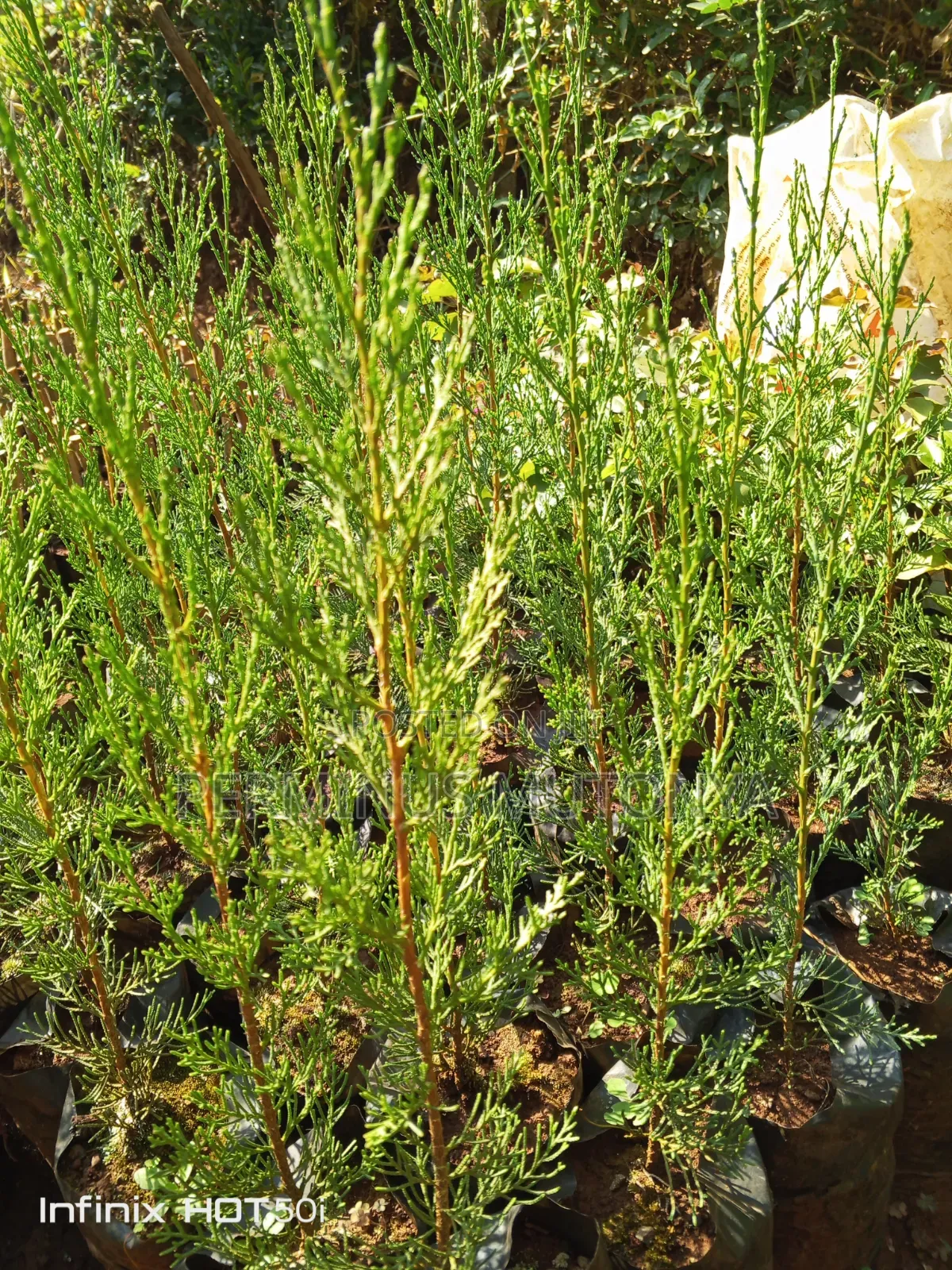 Italian Cypress Seedlings