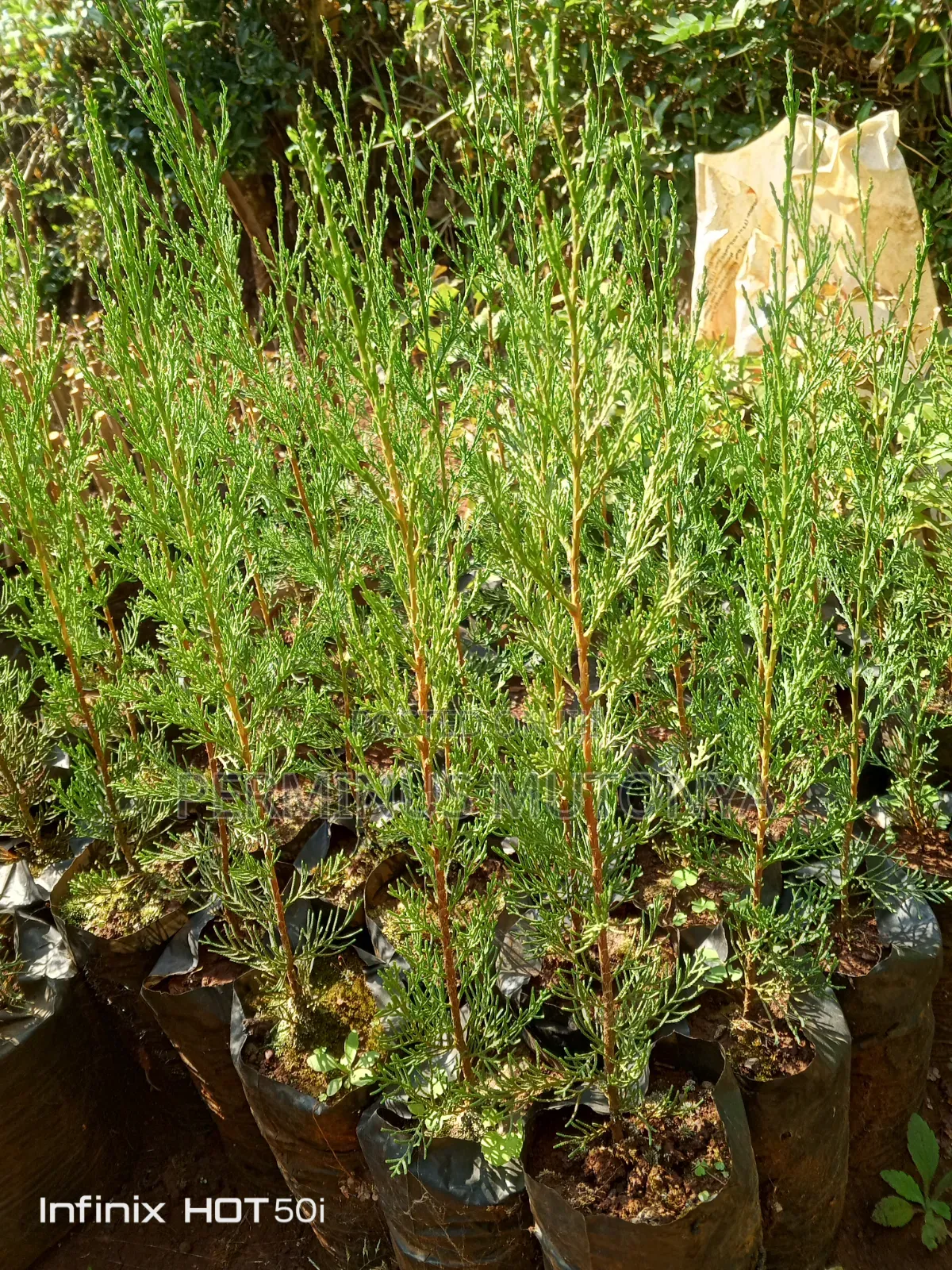 Italian Cypress Seedlings