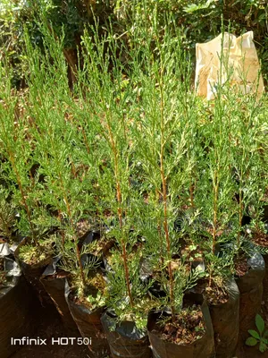 Italian Cypress Seedlings