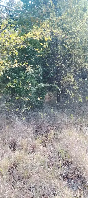 3 Very Prime Flat Acres