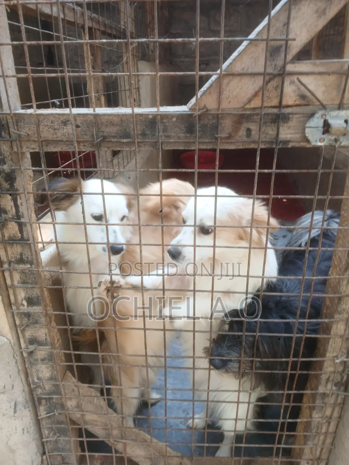 6-12 months Male Purebred Japanese Spitz
