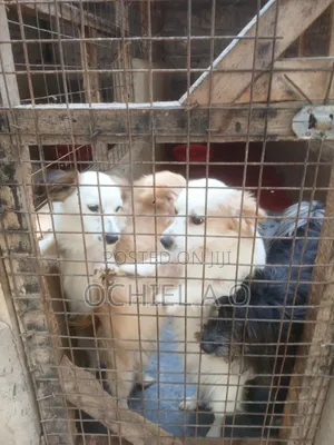 6-12 months Male Purebred Japanese Spitz