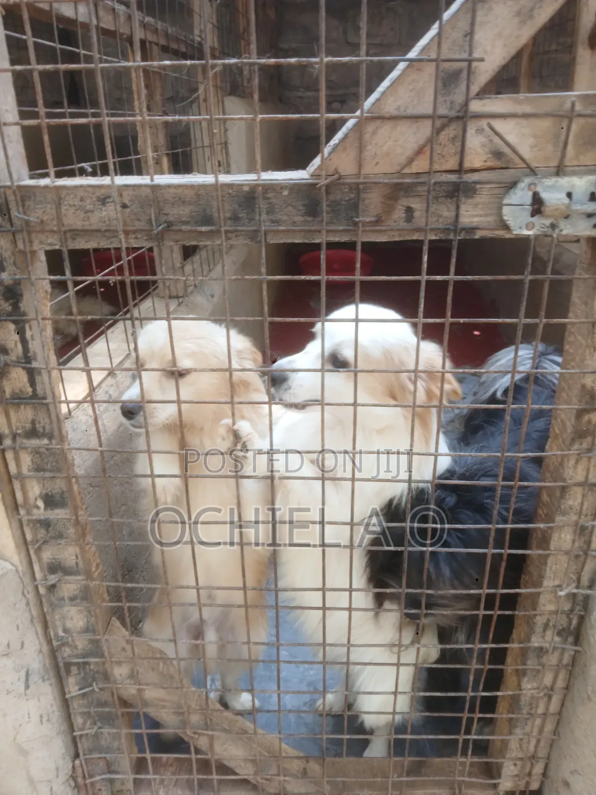 6-12 months Male Purebred Japanese Spitz