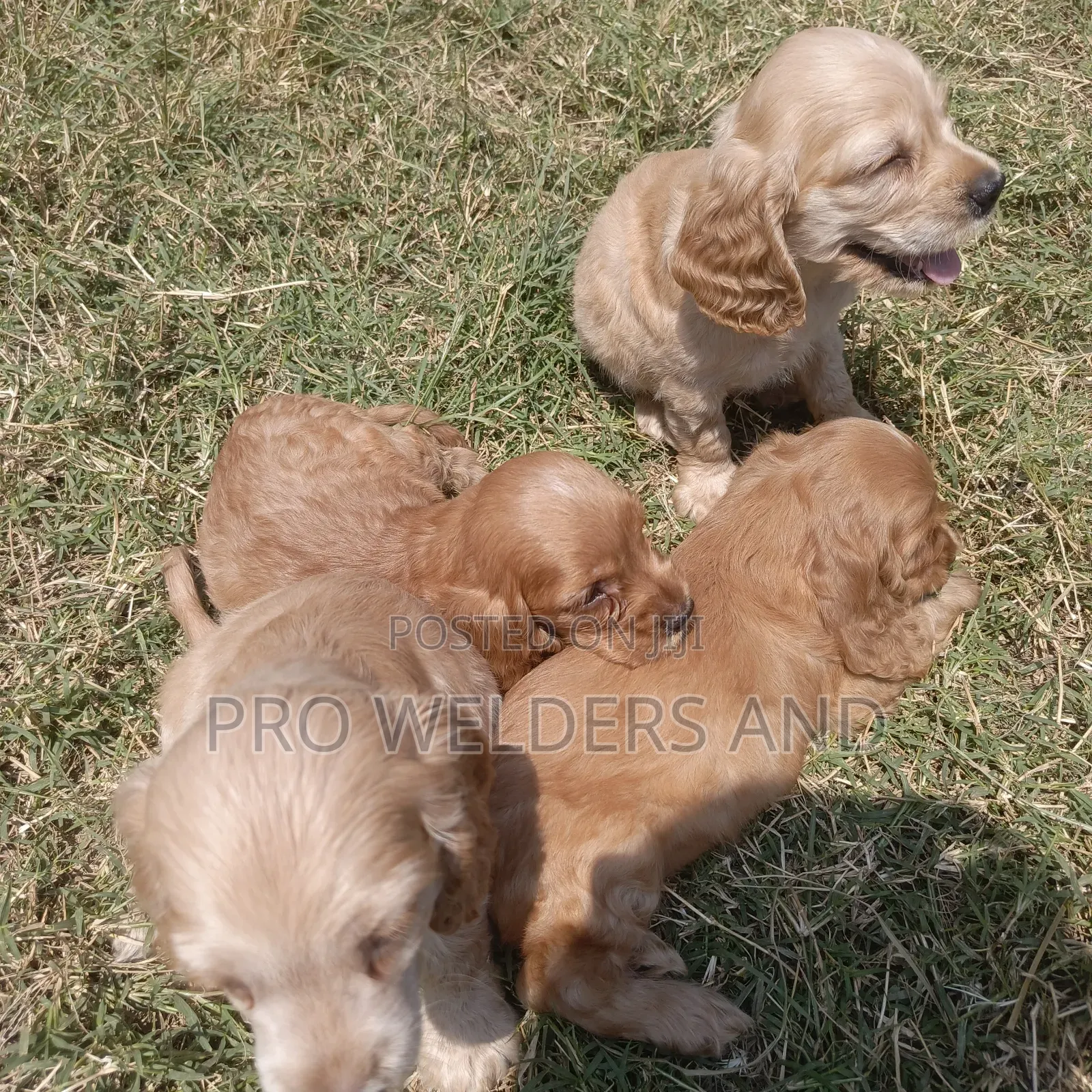 1-3 months Male Purebred Cocker Spaniel