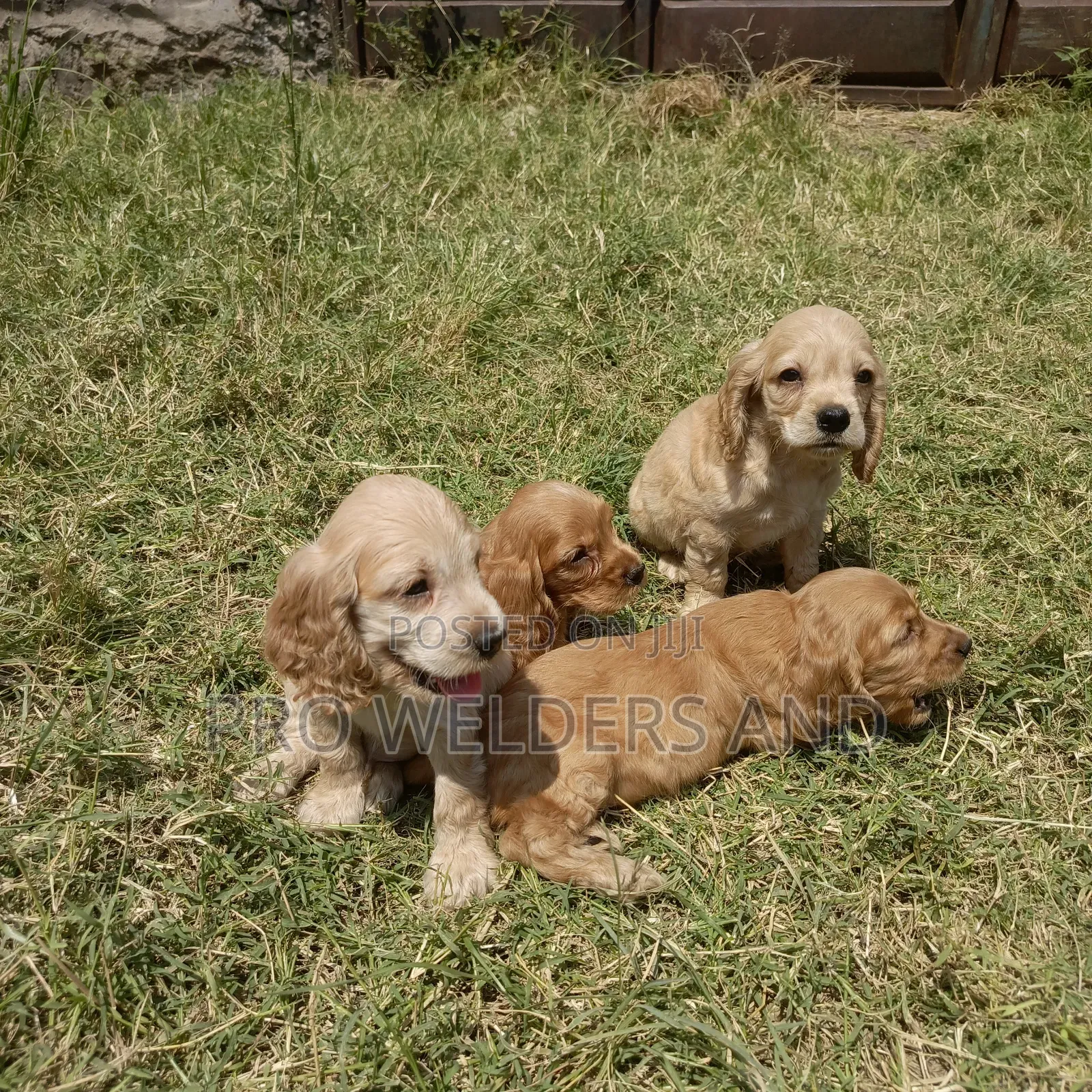 1-3 months Male Purebred Cocker Spaniel
