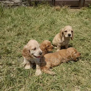 1-3 months Male Purebred Cocker Spaniel