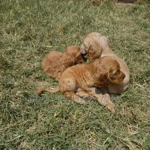 1-3 months Male Purebred Cocker Spaniel