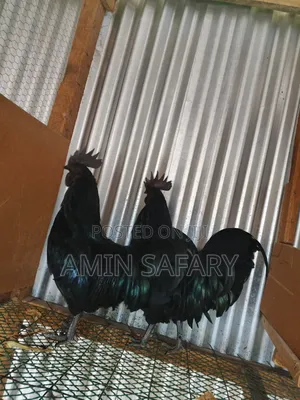 Ayam Cemani Chicken