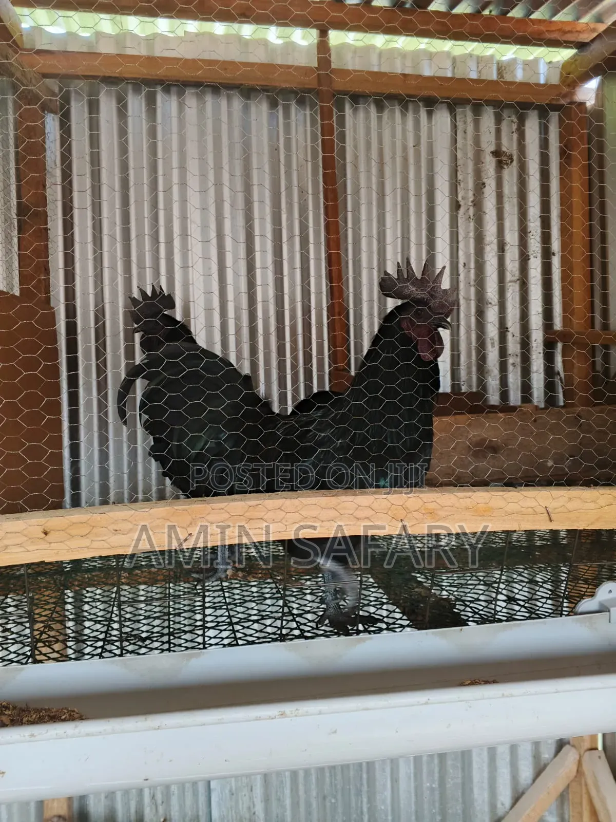 Ayam Cemani Chicken