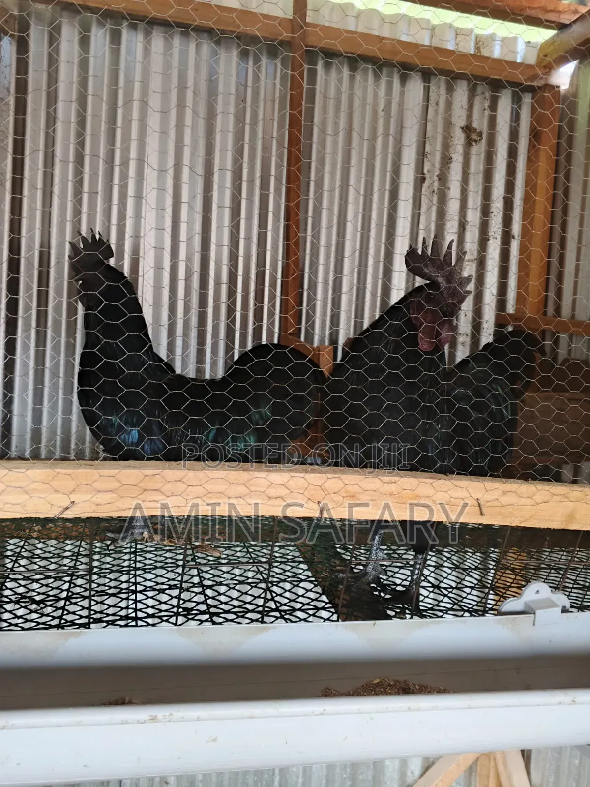 Ayam Cemani Chicken