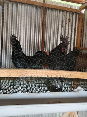 Ayam Cemani Chicken