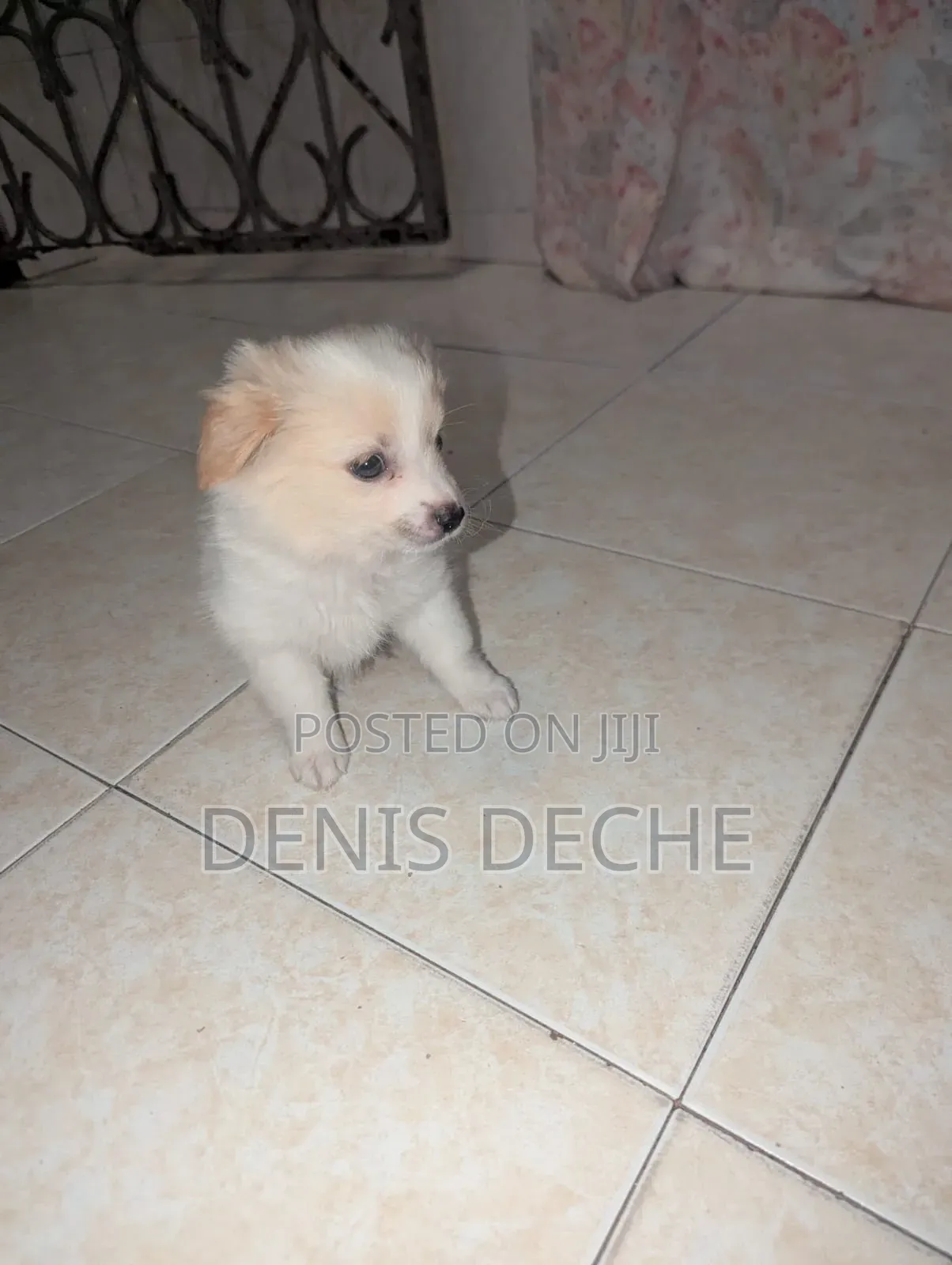 1-3 months Male Mixed Breed Maltese